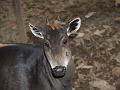 Duiker headshot-4